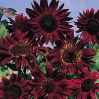 Sunflower ’Claret’ F1 Hybrid - Seeds