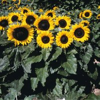 Sunflower Little Dorrit F1 Hybrid - Seeds