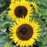Sunflower Choco Sun - Seeds