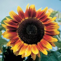 Sunflower Solar Eclipse F1 Hybrid - Seeds