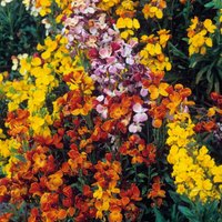 Wallflower My Fair Lady Mixed - Seeds
