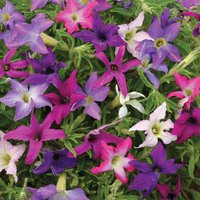 Petunia x hybrida Sparklers - Seeds
