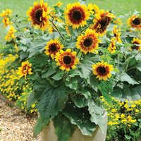 Sunflower Solar Flash F1 Hybrid - Seeds