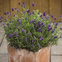 Lavender Mini Blue - Seeds