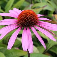Echinacea purpurea Rubinstern