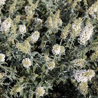 Buddleja davidii White Ball