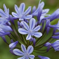 Agapanthus Sweet Surprise