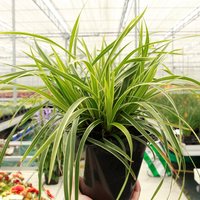 Carex morrowii Ice Dance