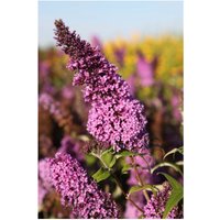 Buddleja davidii Peacock