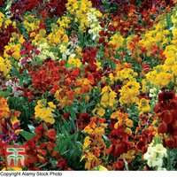 Wallflower Brilliant Bedder Series Mixed - Seeds