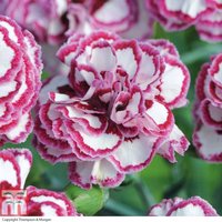 Dianthus Grans Favourite