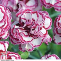 Dianthus ’Gran’s Favourite’