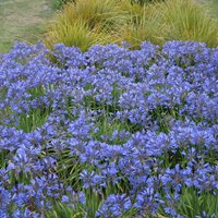 Agapanthus Seastorm