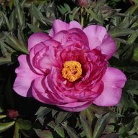 Peony First Arrival