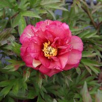 Peony ’Julia Rose’