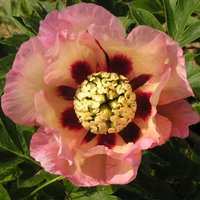 Peony Pastel Splendor