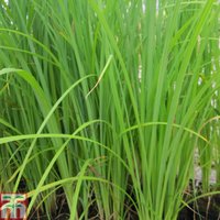 Carex acuta (Marginal Aquatic)