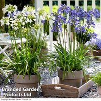 Agapanthus Blue and White Collection