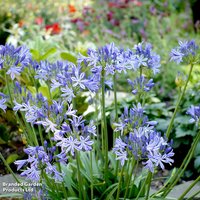 Agapanthus Charlotte