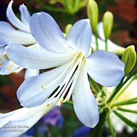 Agapanthus africanus Silver Baby