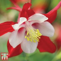 Aquilegia Red Hobbit