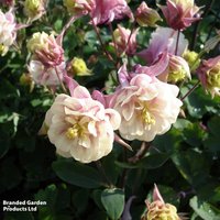 Aquilegia Winky Double Rose White
