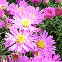 Aster novi-belgii Alice Haslam