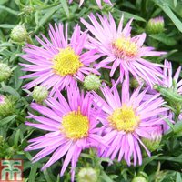 Aster novi-belgii Dandy