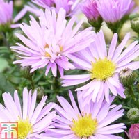 Aster novi-belgii Little Pink Beauty