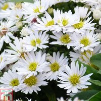 Aster novi-belgii Snowsprite