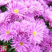 Aster dumosus Tonga
