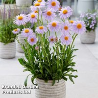 Aster Berggarten