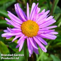 Aster alpinus Happy End