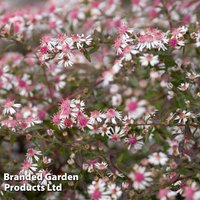 Aster novi-belgii Lady in Black