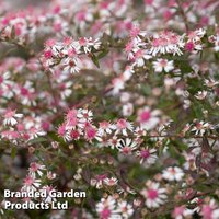 Aster novi-belgii ’Lady in Black’