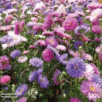 Aster Milady Mixed - Seeds