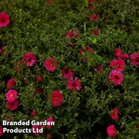 Aster novi-belgii ’Jenny’