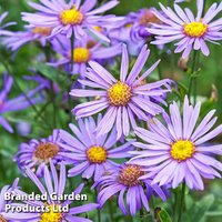 Aster amellus ’Rudolf Goethe’