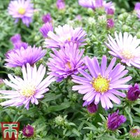 Aster dumosus Samoa