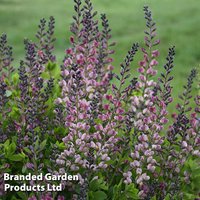Baptisia Decadence Pink Truffles