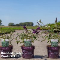 Buddleja davidii Groovy Grape