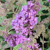 Buddleja davidii Lavender Cupcake
