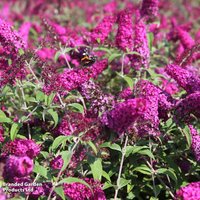 Buddleja davidii Miss Ruby