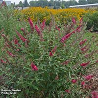 Buddleja davidii Monarch Prince Charming