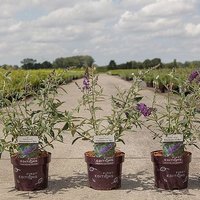 Buddleja davidii Psychedelic Sky