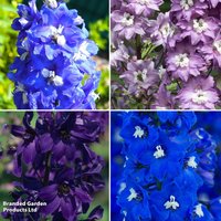 Delphinium Pacific Giants Birds and Bees Collection