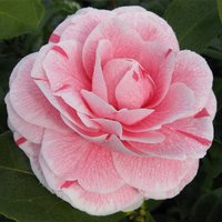 Camellia japonica Bonomiana