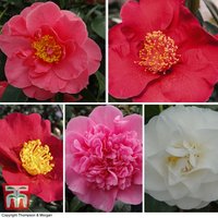Nurserymans Choice Camellia