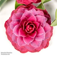 Camellia japonica Black Lace