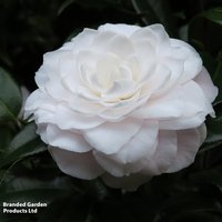 Camellia japonica Centifolia Alba